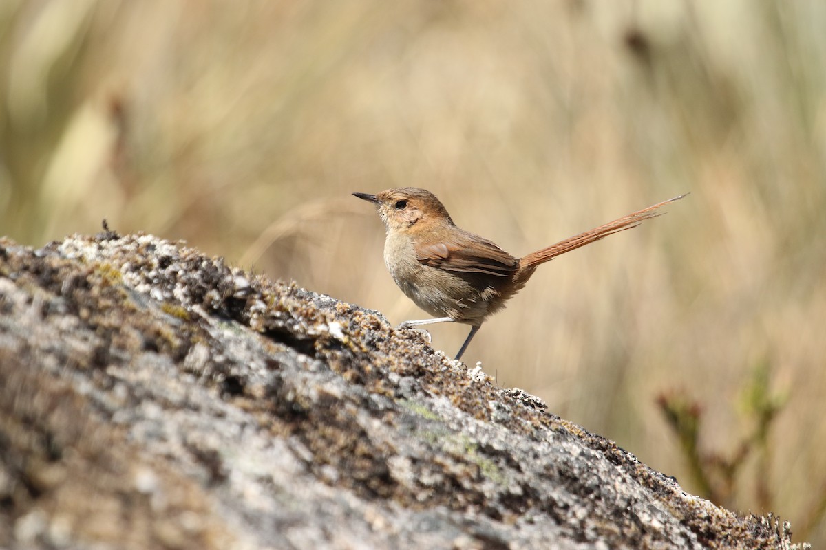 Ochre-browed Thistletail - ML614846113