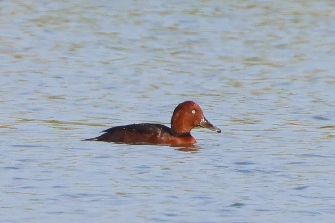 Ferruginous Duck - ML614846218