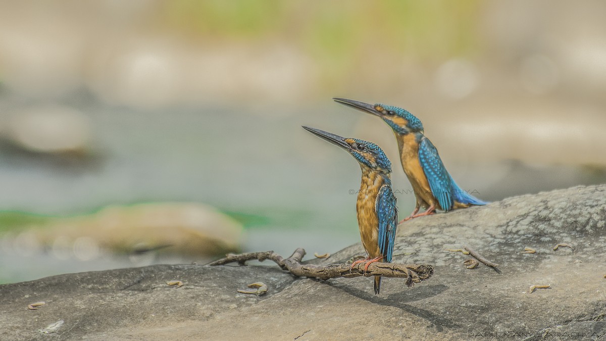 Common Kingfisher - Abhimanyu Aradhya