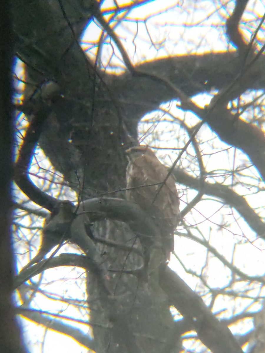 Common Buzzard - ML614846293