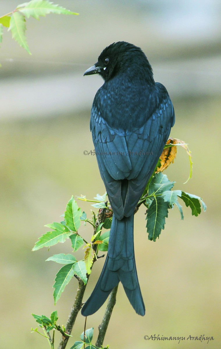 Black Drongo - Abhimanyu Aradhya