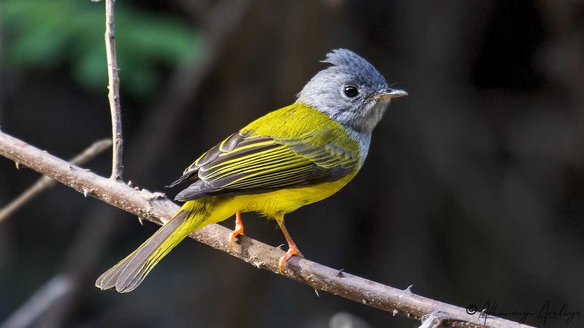Gray-headed Canary-Flycatcher - Abhimanyu Aradhya