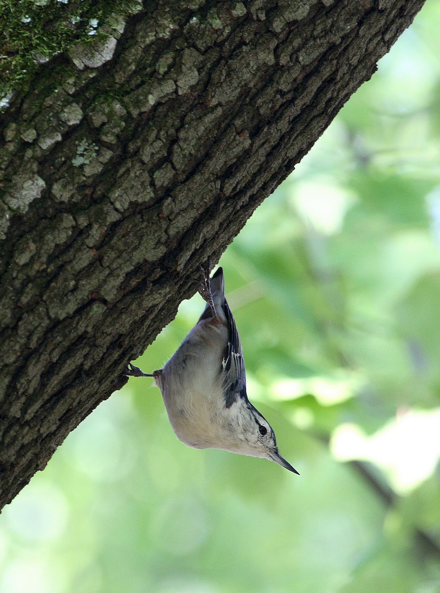 White-breasted Nuthatch - ML614846363