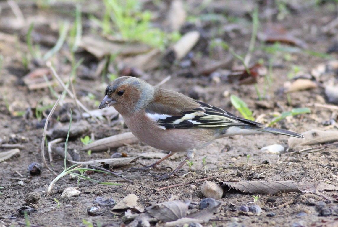 Common Chaffinch - Strahil Peev