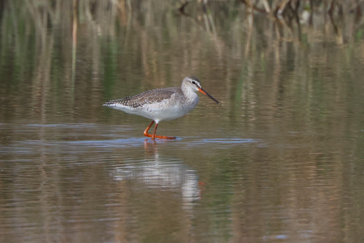 Spotted Redshank - ML614846377