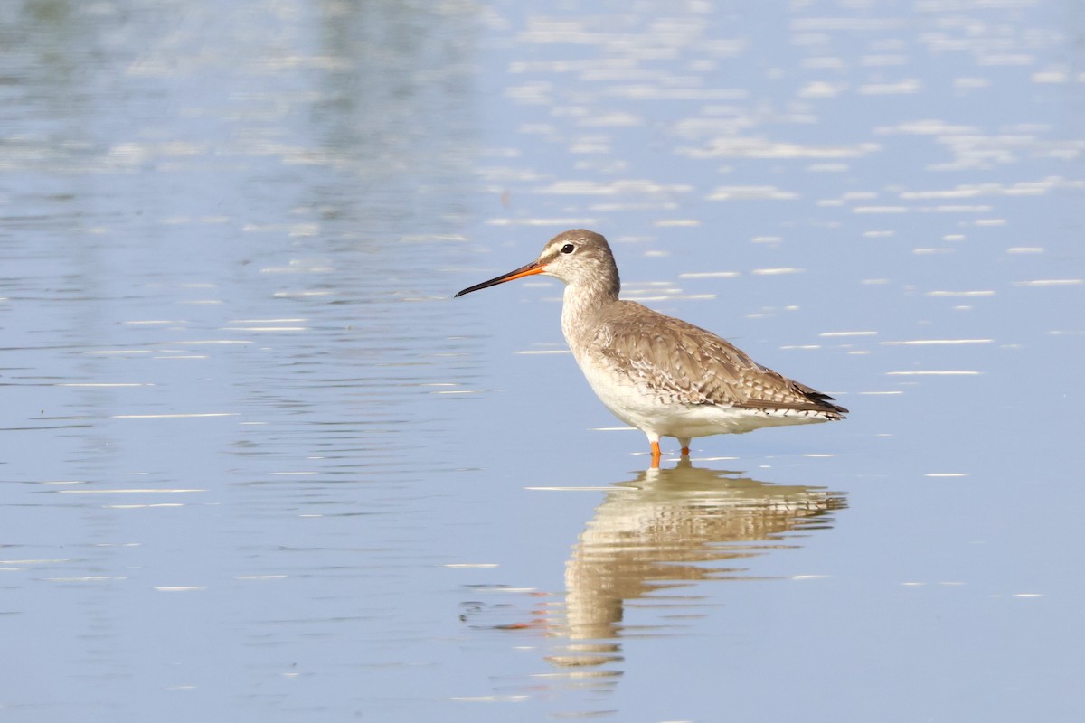 Spotted Redshank - ML614846378