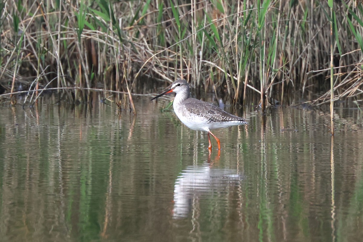 Spotted Redshank - ML614846379
