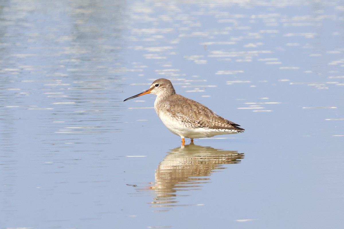 Spotted Redshank - ML614846380