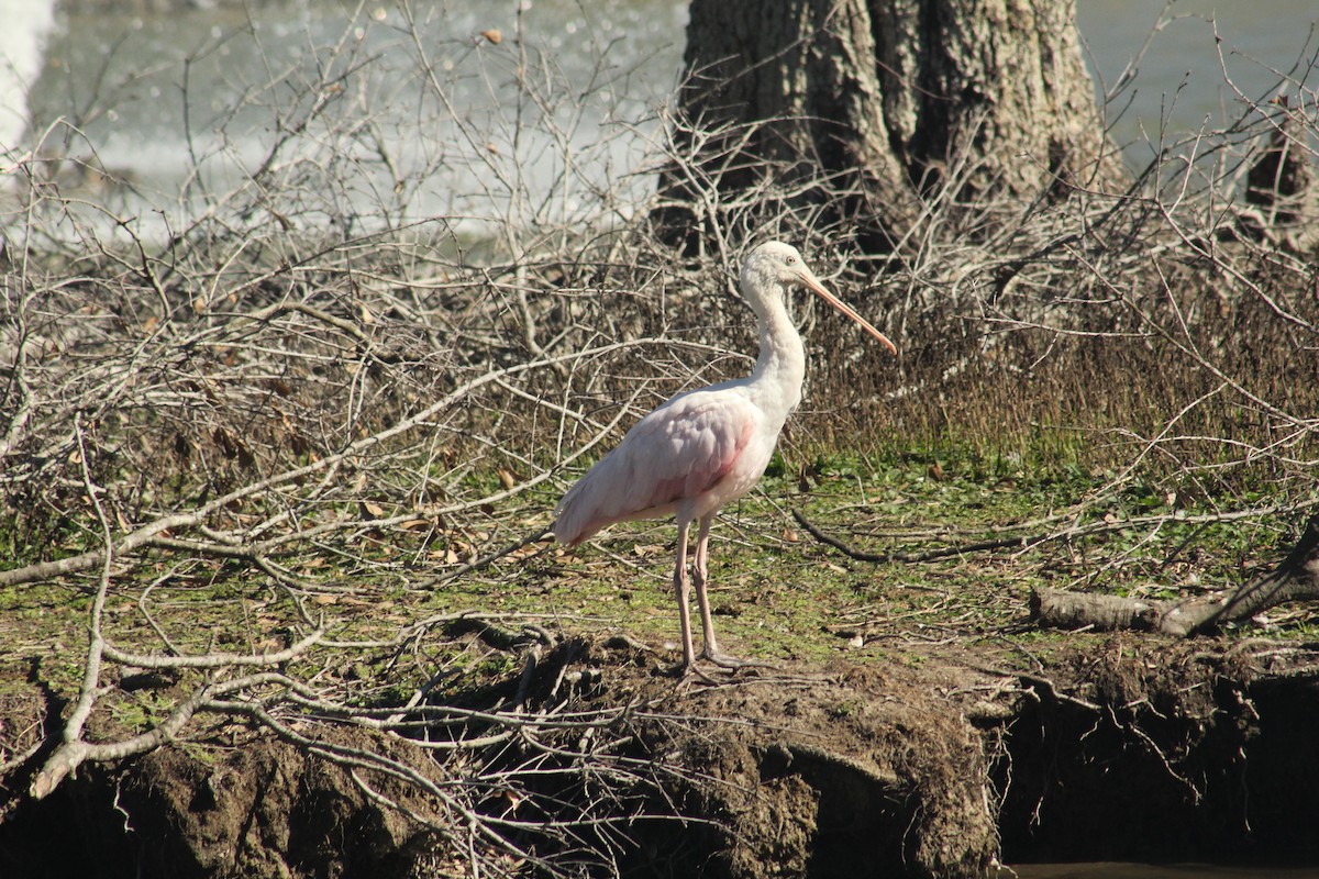 Espátula Rosada - ML614846404