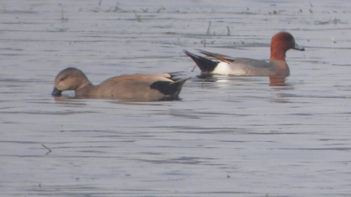 Eurasian Wigeon - ML614846474