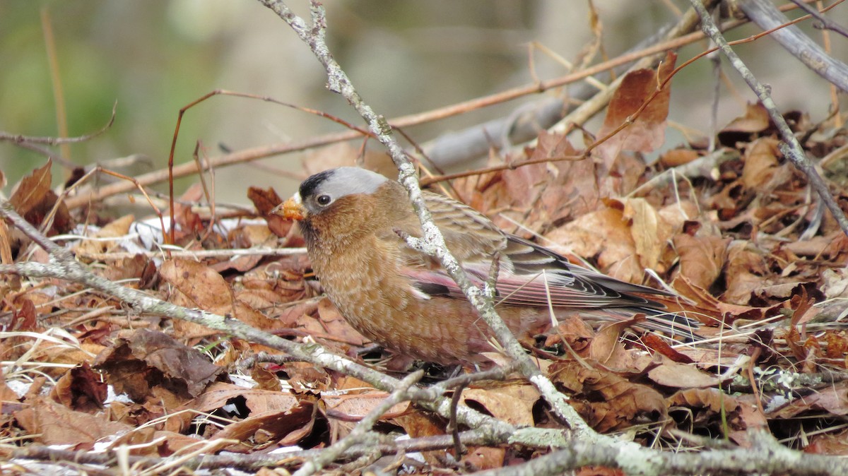 Gray-crowned Rosy-Finch - ML614846524
