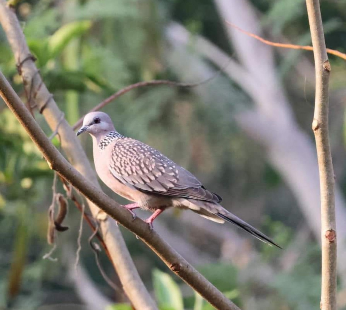 Laughing Dove - ML614846600