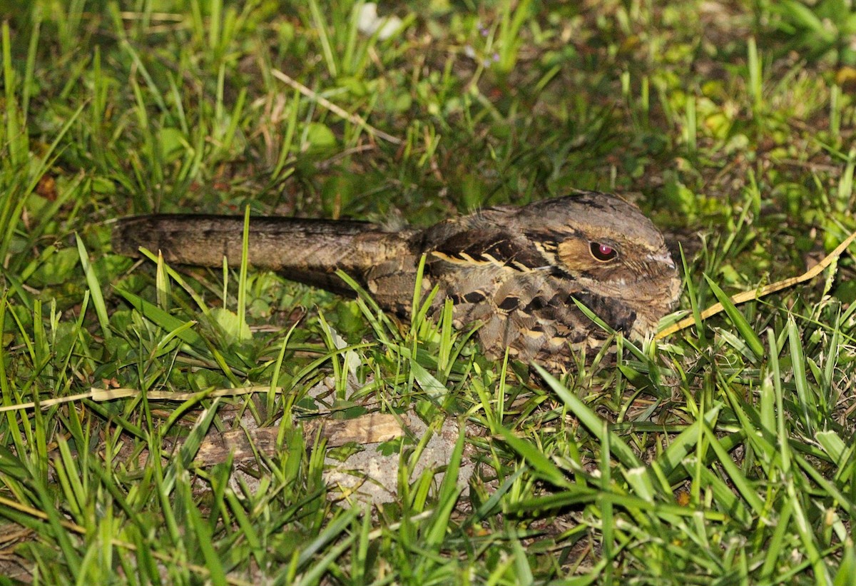 Common Pauraque - Paulo Fagundes