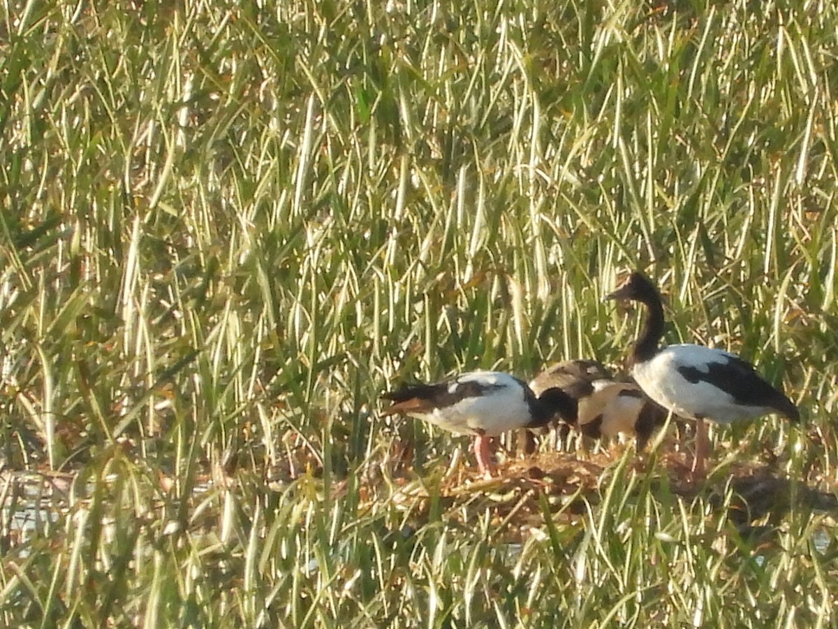 Magpie Goose - ML614846644