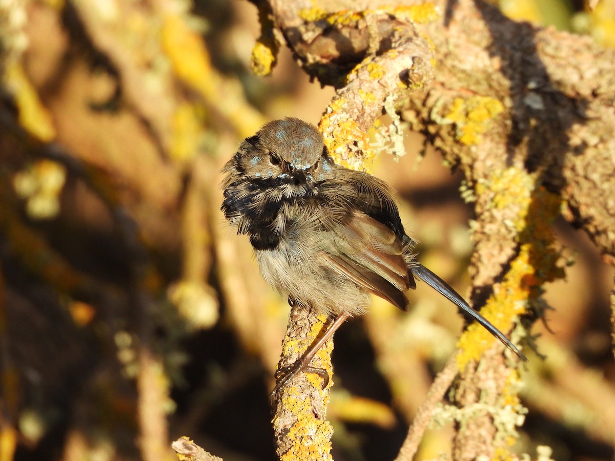 Superb Fairywren - ML614846668