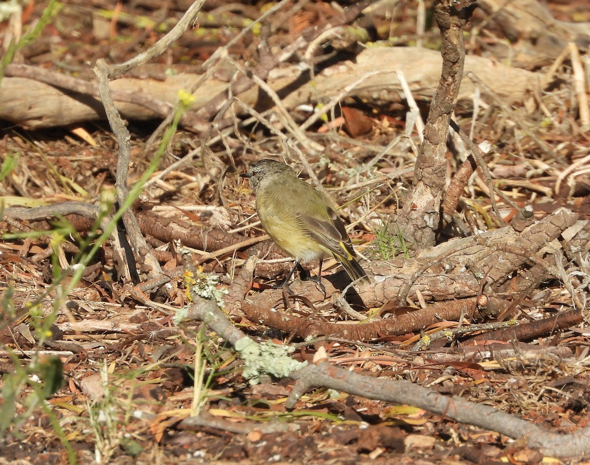 Acanthize à croupion jaune - ML614846670