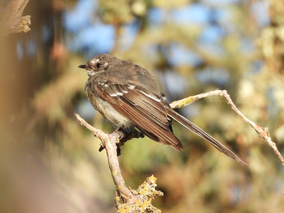 Gray Fantail - ML614846672