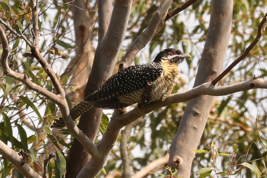 kukačka pacifická (ssp. cyanocephalus/subcyanocephalus) - ML614846691