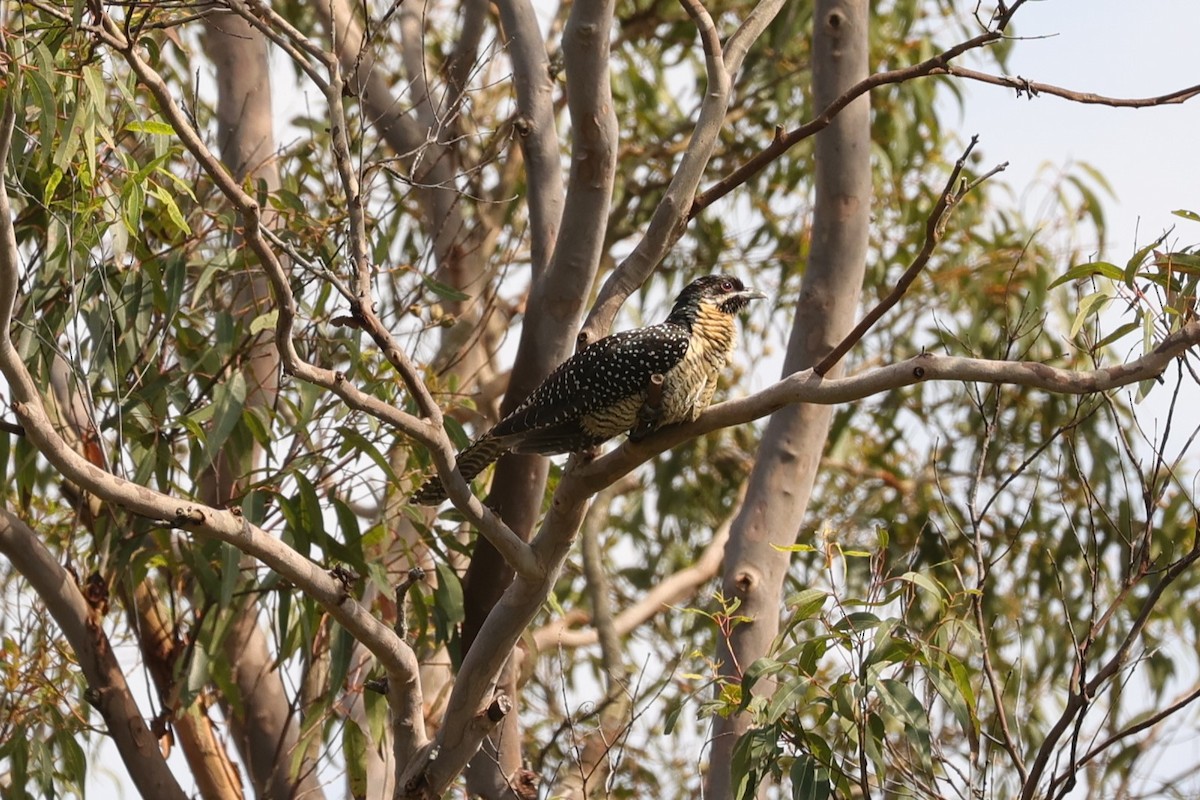 kukačka pacifická (ssp. cyanocephalus/subcyanocephalus) - ML614846693