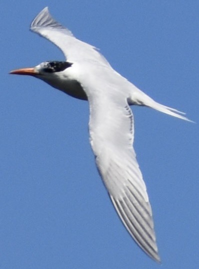 Royal Tern - ML614846795