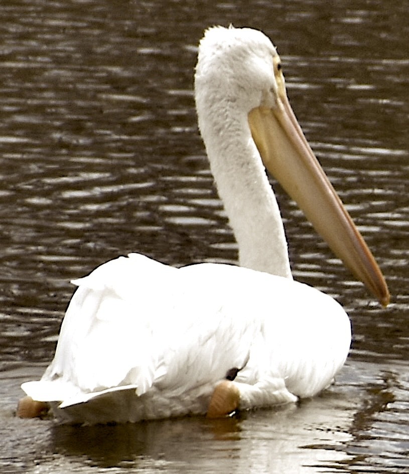 American White Pelican - Dale Morrow