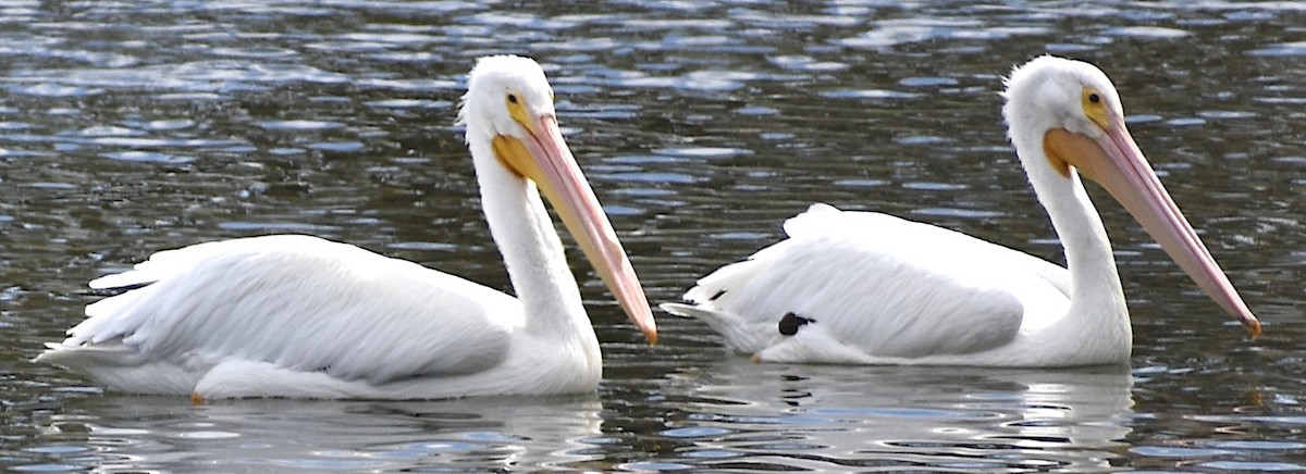 American White Pelican - ML614846821