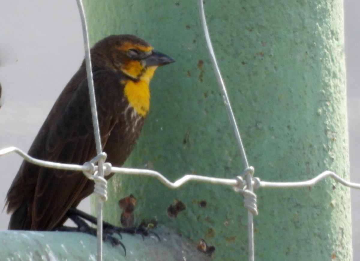 Yellow-headed Blackbird - ML614846933