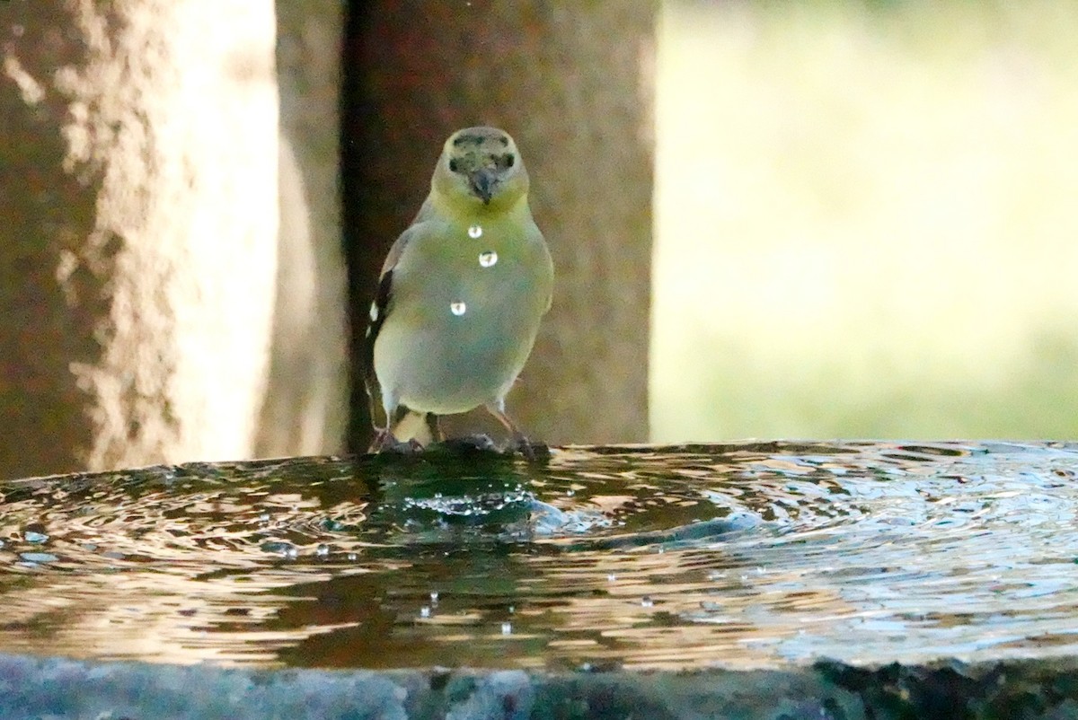 American Goldfinch - ML614846962