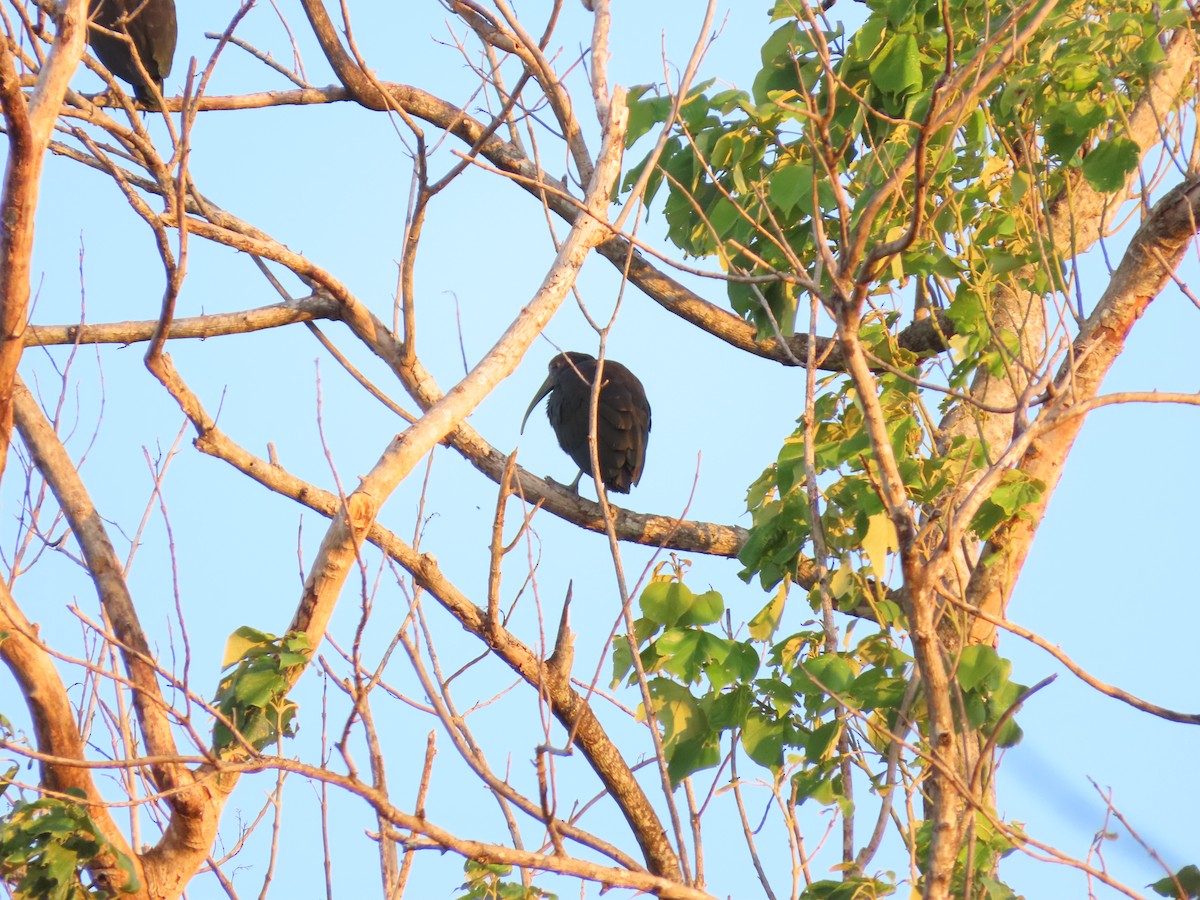 Glossy Ibis - ML614846965