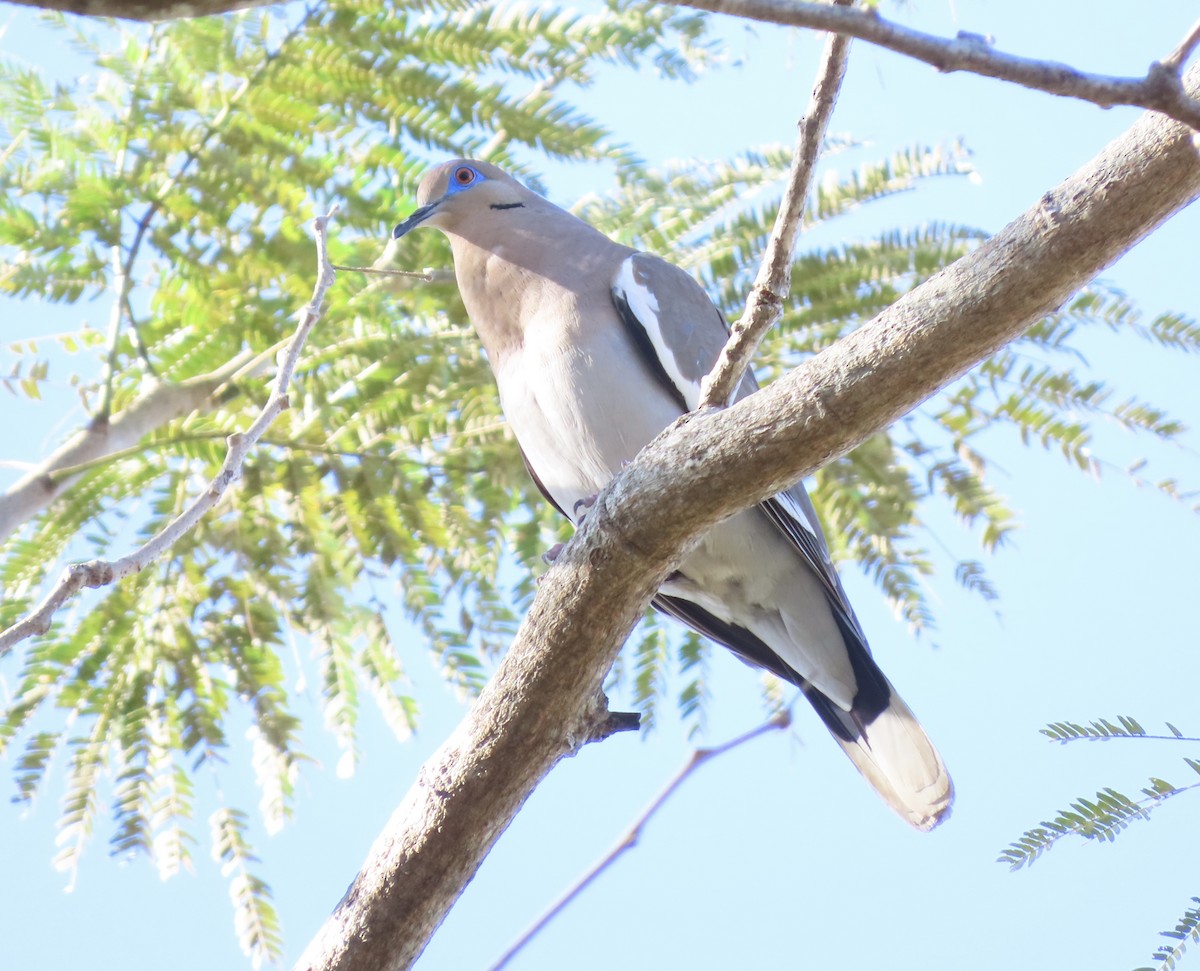 White-winged Dove - ML614846966