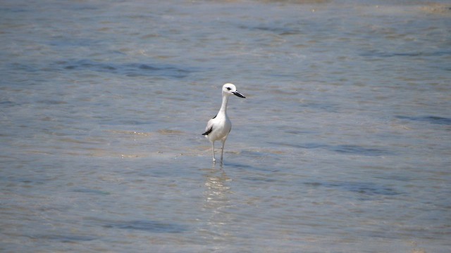 Crab-Plover - ML614846988