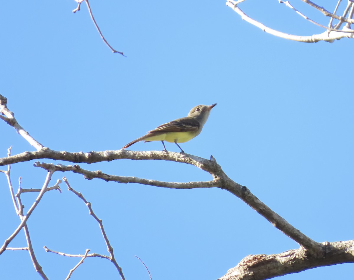 Great Crested Flycatcher - ML614846998