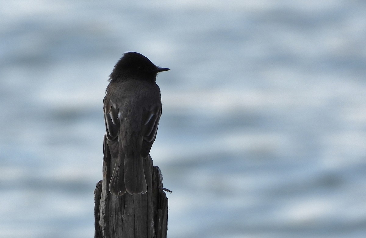 Black Phoebe - ML614846999