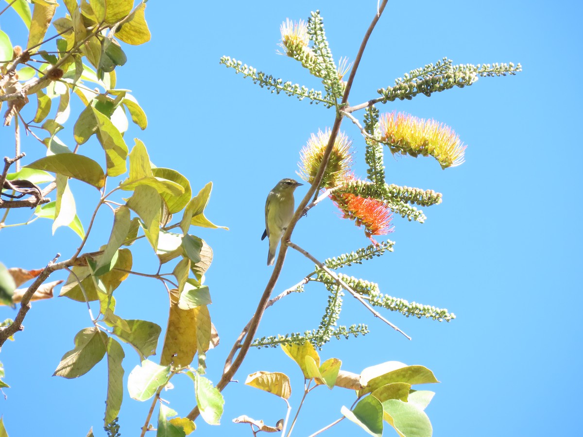 Tennessee Warbler - ML614847036