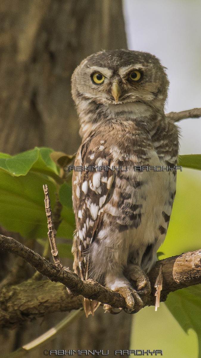Forest Owlet - Abhimanyu Aradhya