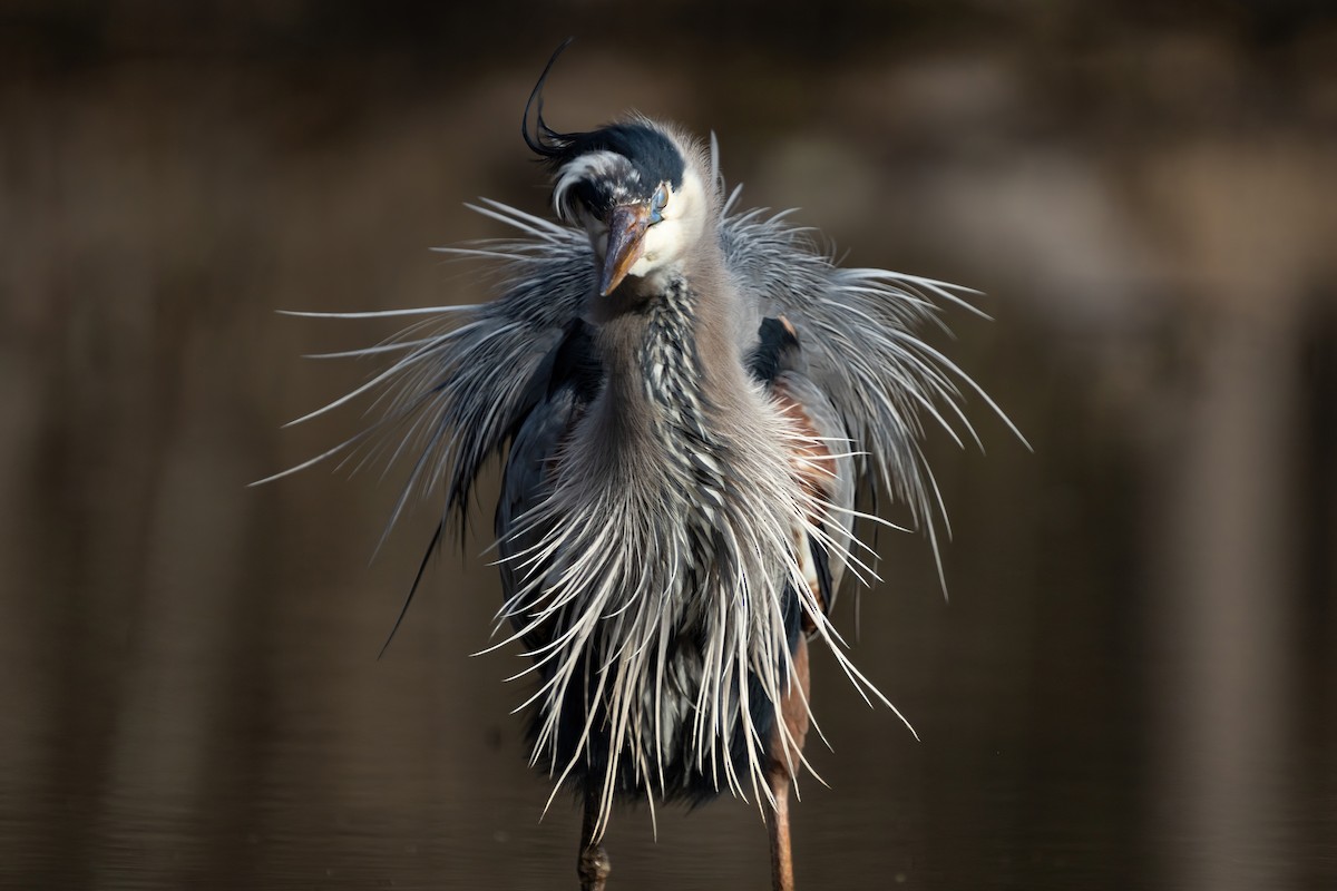 Great Blue Heron - ML614847221