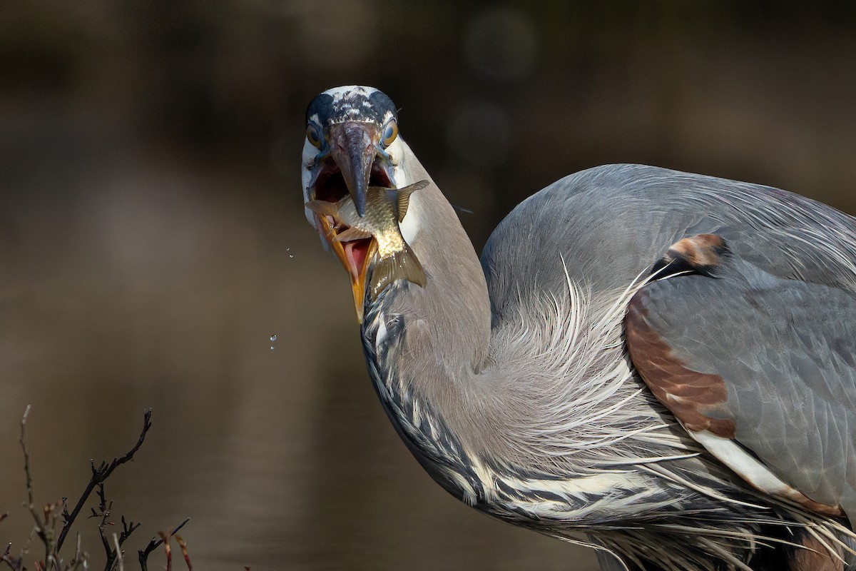 Great Blue Heron - ML614847225