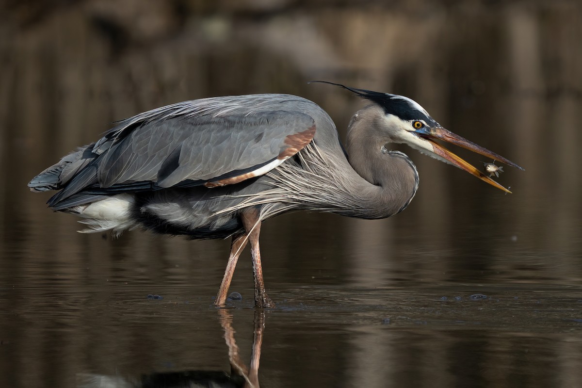 Great Blue Heron - ML614847228