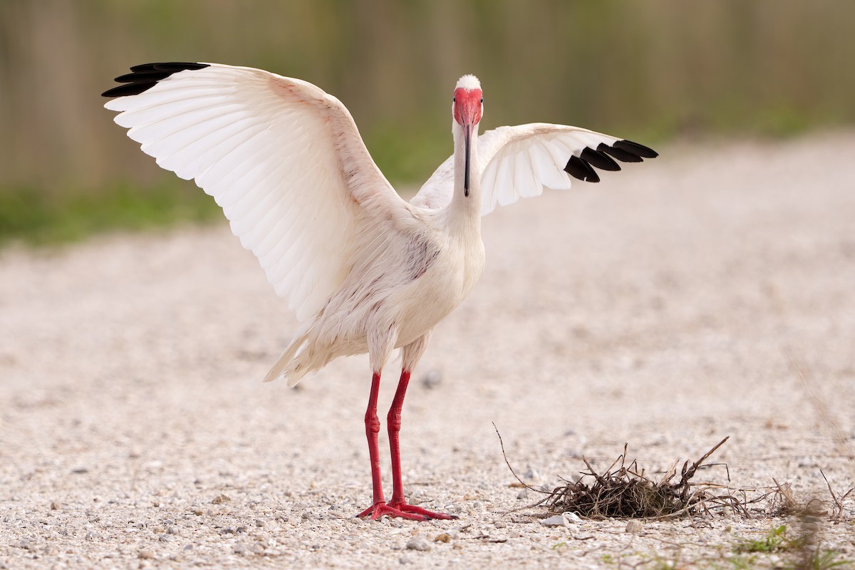 White Ibis - Alicia Ambers