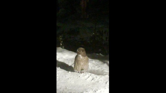 Blakiston's Fish-Owl - ML614847263