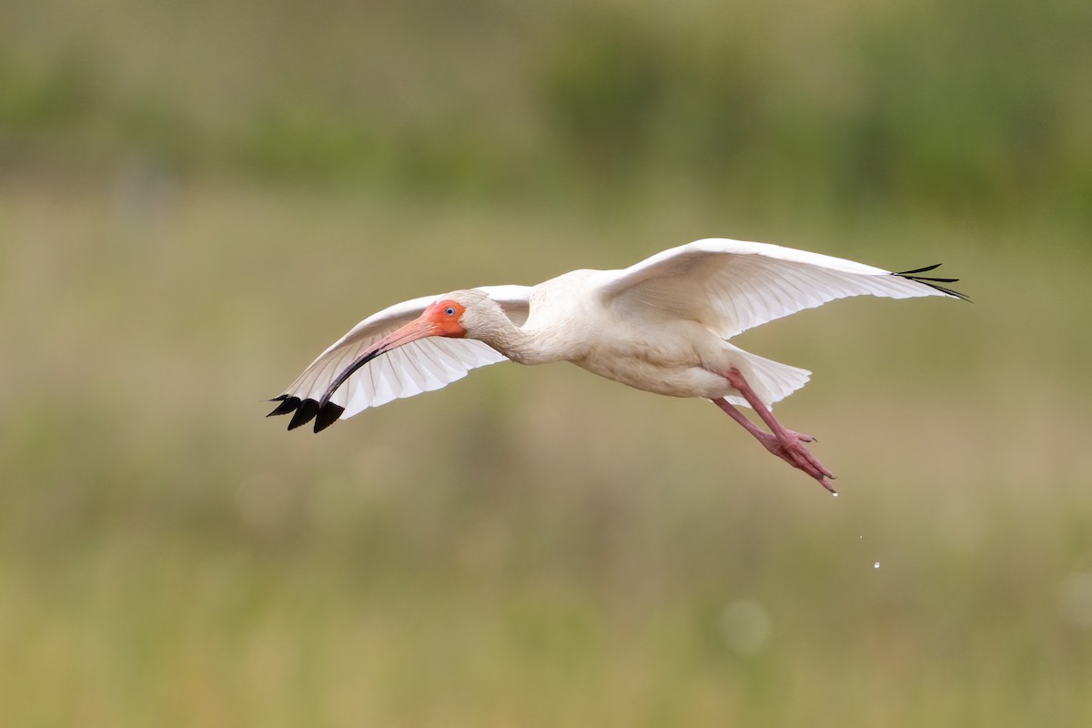 White Ibis - ML614847280