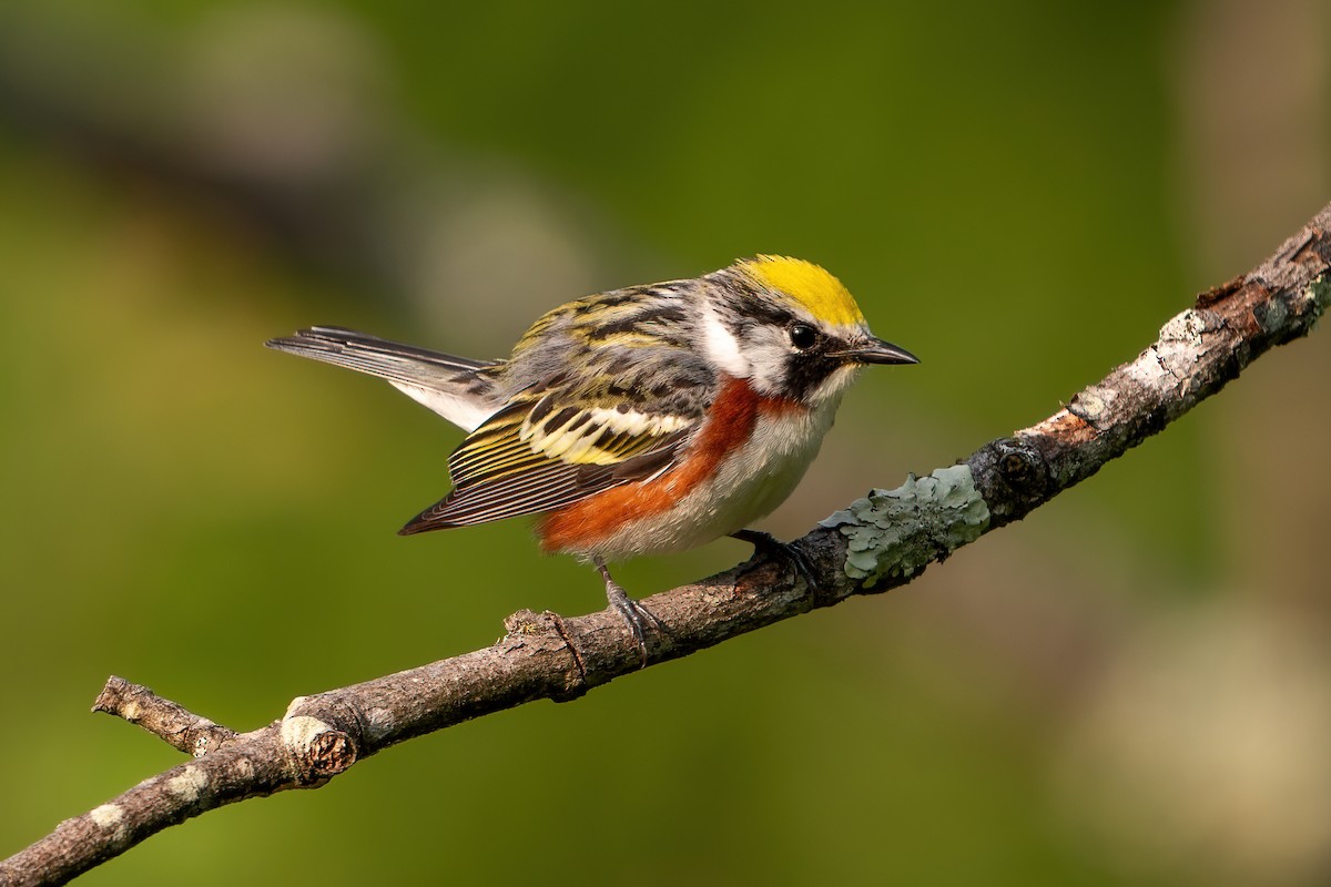 Chestnut-sided Warbler - ML614847317