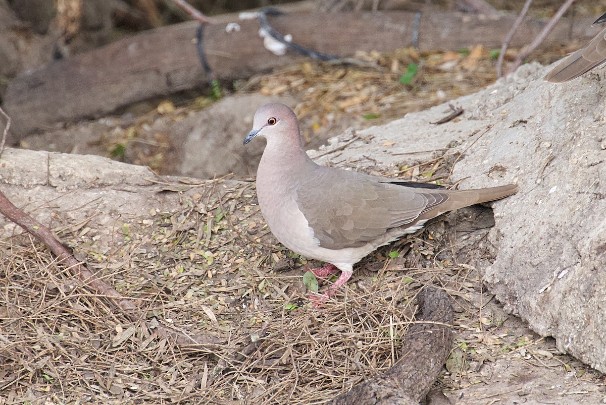 White-tipped Dove - Larry Wielgot