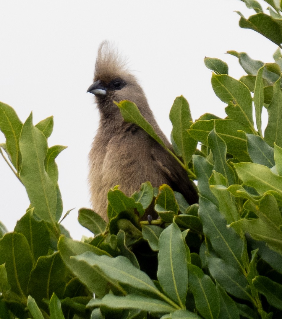 Speckled Mousebird - ML614847496