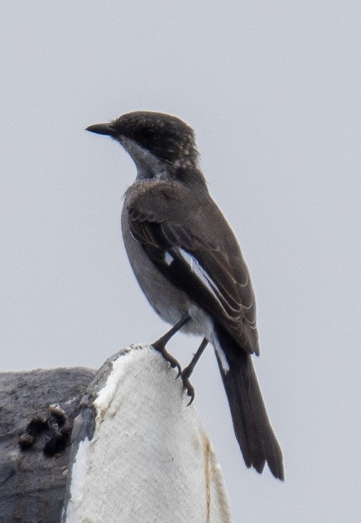 Fiscal Flycatcher - ML614847502