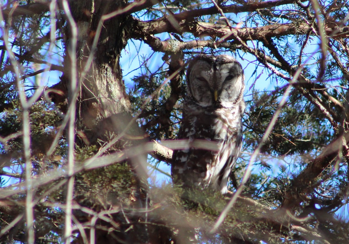 Barred Owl - Jack Swatt