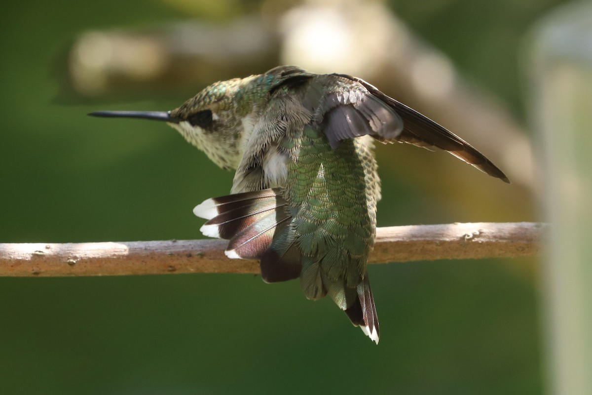 Ruby-throated Hummingbird - William Hull