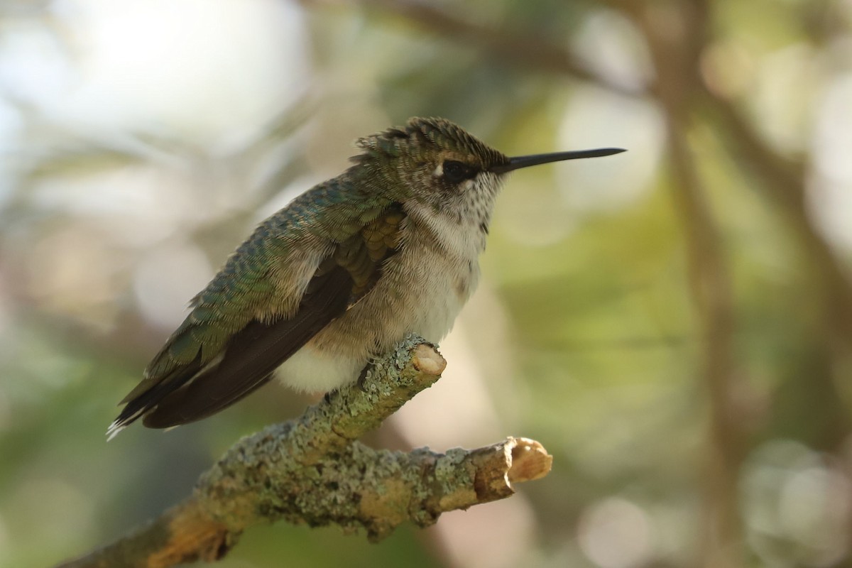 Ruby-throated Hummingbird - William Hull