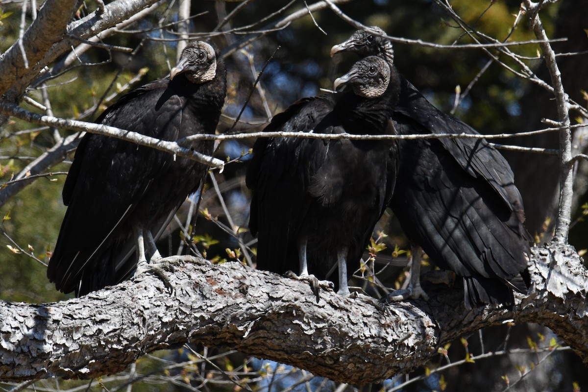 Black Vulture - ML614847530