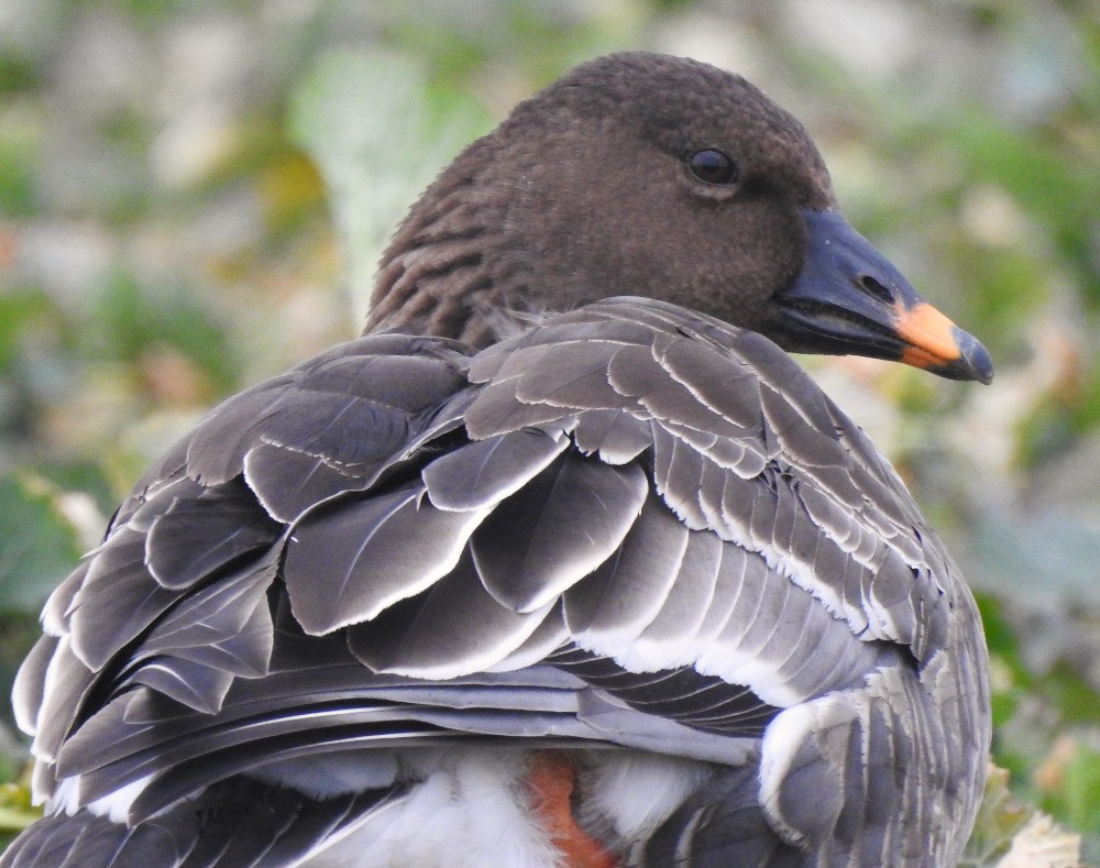 Tundra Bean-Goose - ML614847657